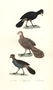Zwarte hokko, grijze pauwfazant en chachalaca