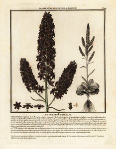 Zwarte nieskruid, Veratrum nigrum door Unbekannter Künstler