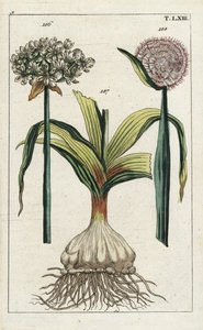Zwarte knoflook (zwarte knoflook), Allium nigrum 186, en ui, Allium cepa, bol 187 en bloem 188. Handgekleurde kopergravure van een botanische illustratie uit G. T. Wilhelm