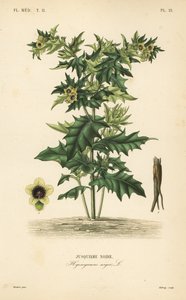 Bilzekruid of stinkende nachtschade, Hyoscyamus niger door Unbekannt