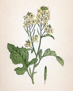 Zwarte mosterd (seneve noir) (Brassica nigra) Botanische plaat uit Atlas colorie des plantes medicinales door Paul Hariot