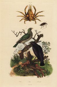 Zwarte wielewaal, Oriolus hosii 1, groene wielewaal, Oriolus flavocinctus 1a, viervoudige spinnenkrab, Pisa tetraodon 2, snuitkever, Pissodes soorten 3