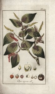 Zwarte peper (Piper nigrum). Lithografie uit “Afbeelding der Artseny-Gewassen” door Johannes Zorn (1739-1799), Nederland door Unbekannter Künstler