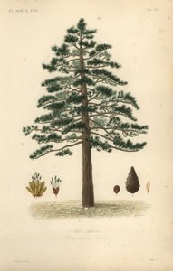 Zwarte den of Oostenrijkse den, Pinus nigra subsp. door Unbekannt