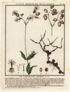Blaasjeskruid, Silene vulgaris