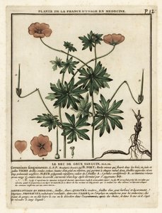 Bloedooievaarsbek, Geranium sanguineum
