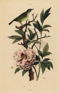 Blauwkopwaaierstaart, Rhipidura cyaniceps 1 en pioenroos, Paeonia suffruticosa 2 door Unbekannt