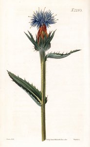 Blauwe cardoncelle - Blauwe distel of blauw-bloemige carthamus, Carthamus caeruleus door Unbekannter Künstler
