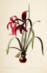 Botanische illustratie/Redoubt/Sprekelia formosissima/Sint-Jacobslelie/Jacobslelie