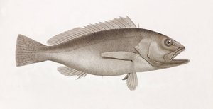 Bodian Melanure, close-up