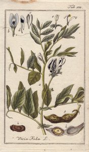 Botanisch: Bonenplant met bloemen, bladeren en bonen in peulen, Vicia faba. Handgekleurde kopergravure naar een tekening van B. Thanner uit Johannes Zorn