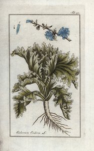 Botanisch: Andijvie, Cichorium endivia. Handgekleurde kopergravure uit Johannes Zorn