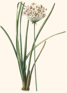 Botanische illustratie/Redouté/Butomus umbellatus/Parapluplant/Bloemenkrans