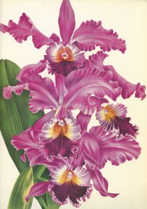 Botanische plaat/Cattleya labiata var. Perfecta/Lindenia door Unbekannt