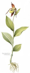 Botanische plaat/ Cypripedium calceolus/ Vrouwenschoentje
