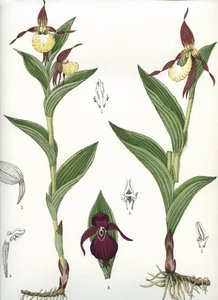 Botanische plaat/Cypripedium calceolus/Venus