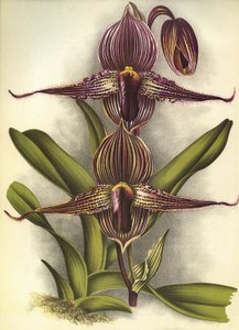 Botanische plaat - Paphiopedilum rothschildianum - Lindenia door Unbekannt