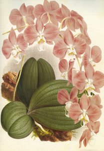 Botanische plaat/Phalaenopsis sanderiana/Lindenia door Unbekannt