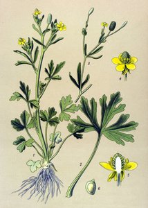 Botanische plaat. Giftige plant: selderijbladige boterbloem (Ranunculus sceleratus) door Unbekannter Künstler