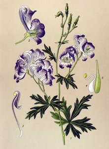 Botanisch bord, giftige en geneeskrachtige plant: Bonte monnikskap (Aconitum variegatum) door Unbekannter Künstler