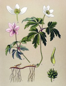 Botanische plaat. Giftige en medicinale plant: Anemoon sylvie of Anemoon van de bossen (Anemone nemorosa) door Unbekannter Künstler