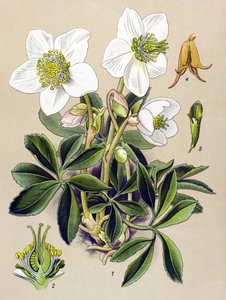 Botanische plaat, giftige en medicinale plant: kerstroos (Helleborus niger)