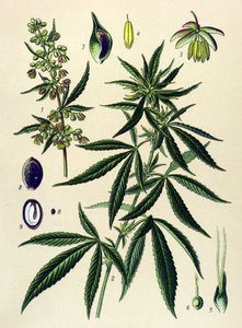 Botanisch bord, giftige en geneeskrachtige plant: Hennep (Cannabis sativa)