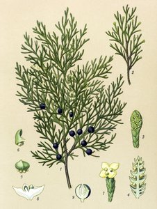 Botanische plaat. Giftige en medicinale plant: sabijnse jeneverbes (Juniperus sabina) door Unbekannter Künstler