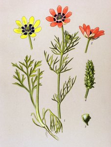Botanische plaat. Giftige en medicinale plant: zomeradonis (Adonis aestivalis)