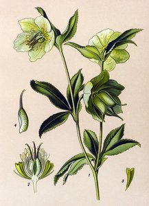Botanische plaat, giftige en medicinale plant: groene nieskruid (Helleborus viridis) door Unbekannter Künstler