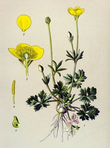 Botanische plaat, giftige plant: knolboterbloem of gouden knop (Ranunculus bulbosus)