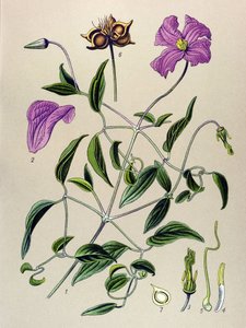 Botanische plaat. Giftige plant: Clematis viticella