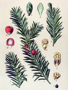 Botanisch bord, giftige plant: Taxus (Taxus baccata)