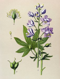 Botanisch bord, giftige plant: Ridderspoor (Delphinium staphysagria) door Unbekannter Künstler
