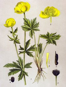 Botanische plaat, giftige plant: Europese trollius (Trollius europaeus)