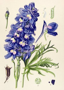 Botanische plaat, giftige plant: ridderspoor (Delphinium grandiflorum) door Unbekannter Künstler