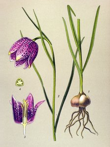 Botanische plaat. Giftige plant: kievitsbloem (Fritillaria meleagris)