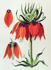 Botanische plaat, giftige plant: keizerskroon (Fritillaria imperialis) door Unbekannter Künstler