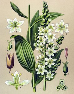 Botanische plaat. Giftige en geneeskrachtige plant: Veratrum album
