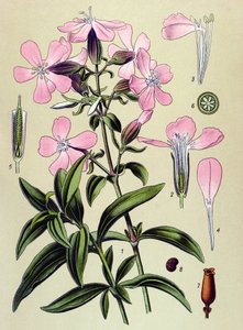 Botanische plaat, giftige en medicinale plant: zeepkruid (Saponaria officinalis)