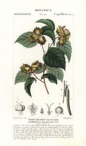 Botanisch bord: hazelnoot en hazelnoot - Amerikaanse hazelnoot, Corylus americana, inheems in Noord-Amerika. Handgekleurde kopergravure uit Jussieu