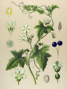 Botanisch bord, plant: heggenrank (Bryonia alba). door Unbekannter Künstler