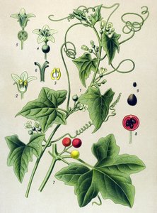 Botanische plaat, plant: tweeslachtige bryonie (Bryonia dioica) door Unbekannter Künstler