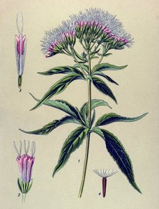 Botanische plaat, plant: hennepbladige koninginnekruid (Eupatorium cannabinum) door Unbekannter Künstler