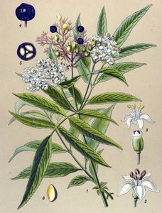 Botanische plaat, plant: Sambucus ebulus door Unbekannter Künstler