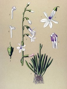 Botanisch bord, plant: lobelia (Lobelia dortmanna).