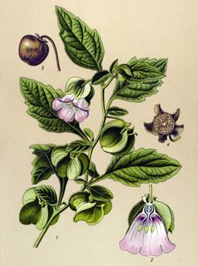 Botanische plaat, plant: Peruaanse peer of Peruaanse appel (Nicandra physaloides)