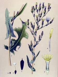 Botanische plaat, plant: schorseneer of wilde sla (Lactuca scariola, Lactuca serriola)