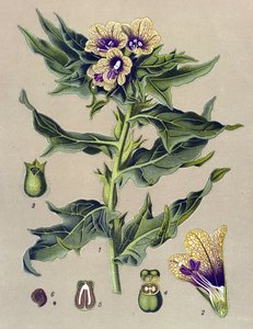 Botanische plaat, plant: zwarte rand (Hyoscyamus niger) door Unbekannter Künstler