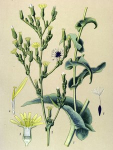 Botanische plaat, plant: wilde sla (Lactuca virosa) door Unbekannter Künstler